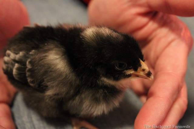 [chicks%252002%255B5%255D.jpg]