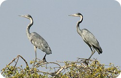 waza Ardea_melanocephala