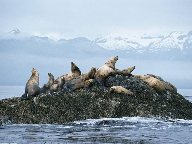 Steller Sea Lions in Alaska. kewlwallpapers.com