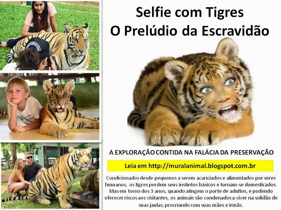 [selfie-tigres%255B3%255D.jpg]
