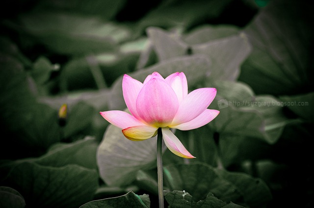 DSC_2539 DSC_2539