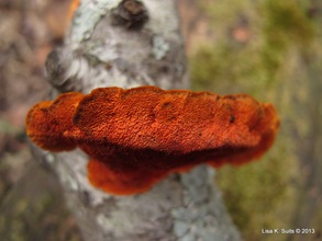 Pycnoporus cinnabarinus front edge Pycnoporus cinnabarinus front edge