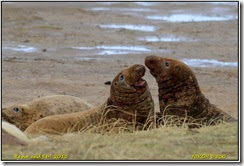 Donna Nook Seal Rookery