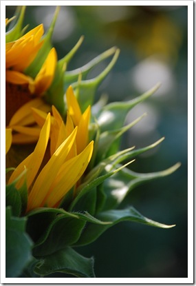 Sunflower Closed