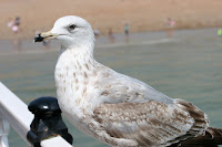 Fat seagull