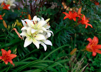 Flower 6.jpg Flower 6.jpg