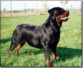 razas de perros grandes-Rottweiller