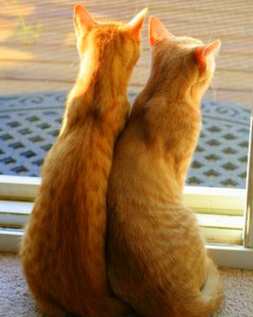 Being close, leaning on one another and wanting to trust is clearly a longing shared by many in the animal kingdom!
