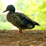 IMG_3255-1.jpg