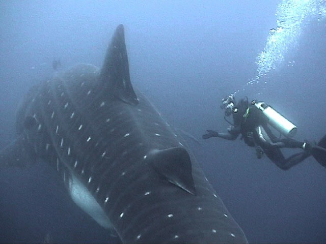 [whale%2520shark%2520iii%255B3%255D.jpg]