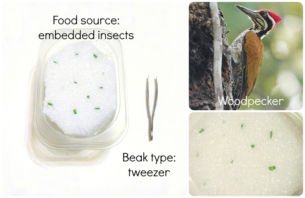 [woodpecker-beak-words%255B1%255D.jpg]