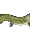 pike10.png