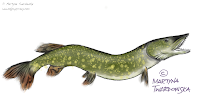 Szczupak Szczupak