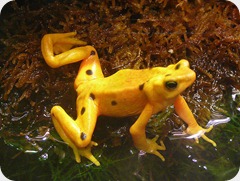 rana_dorada Atelopus_zeteki rana_dorada Atelopus_zeteki