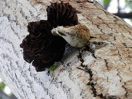 tree-mushroom_Barb-Derksen