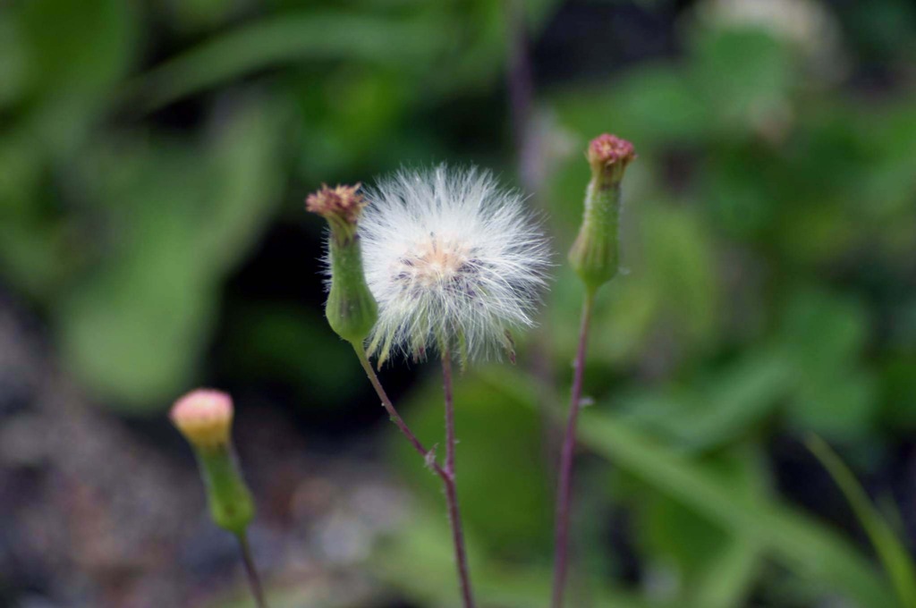 [flor%25207%255B3%255D.jpg]