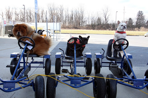 What do you think, GK and Francesca? Let's ask Uncle Carlos if we can all get matching go-karts!  These would be so much more fun to ride on around the farm than the Kawasaki!
