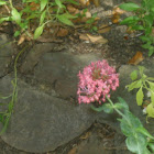 Red Valerian
