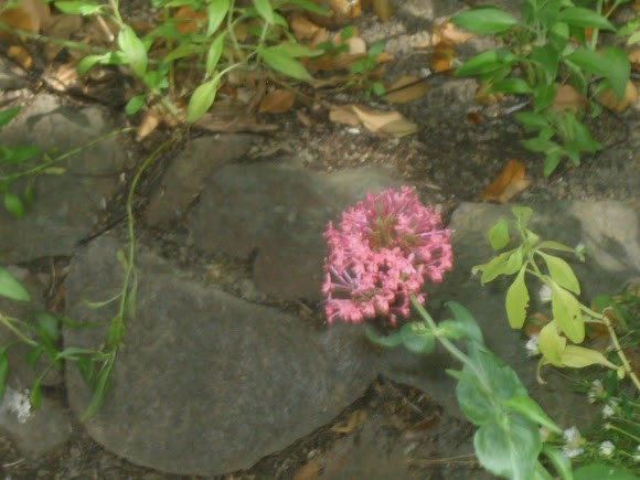 Spotting Image 1