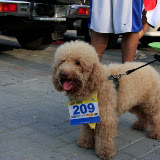 Pet Express Doggie Run 2012 Philippines. Jpg (261).JPG