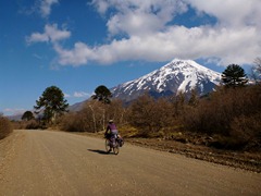 Cycling through Araucania (Monkey Puzzle) trees in Parque Nacional Lanin, Argentina with Volcan Lanin.