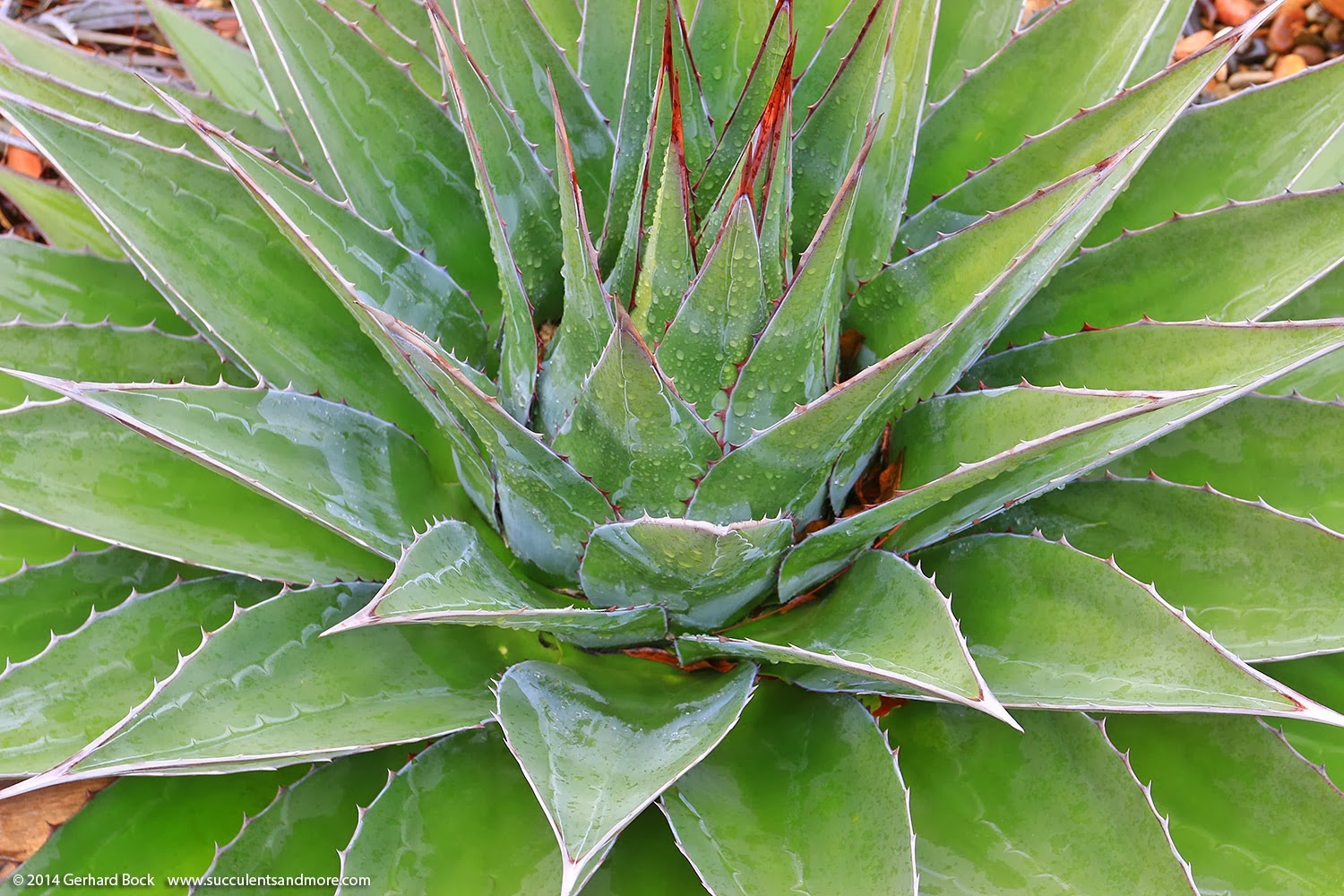 [140208_RBG_Agave-montana_0042.jpg]