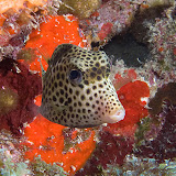 Slangenbaai