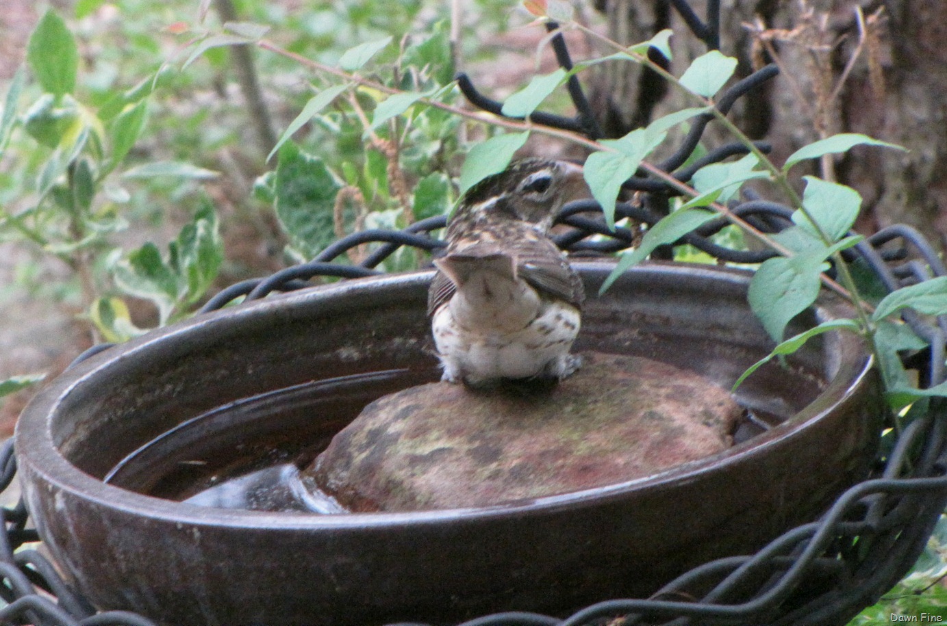 [Birds-and-flowers_0617.jpg]