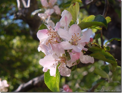 2012 apr garden 011