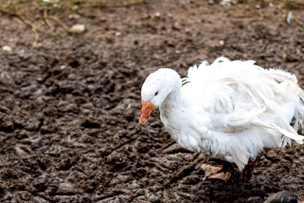 [IMG_1143%255B11%255D.jpg]