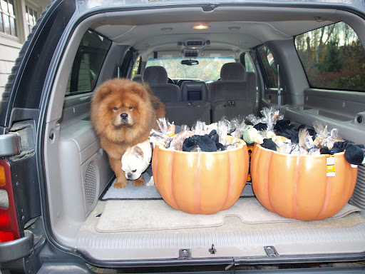 Absolutely not, G.K!  This candy isn't for us.  It would make us sick.  It's for all the trick-or-treaters who will be coming to the gate.