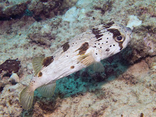 P4012920