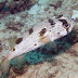 Spiny Porcupinefish - Photo (c) 104623964081378888743, some rights reserved (CC BY-NC-SA)