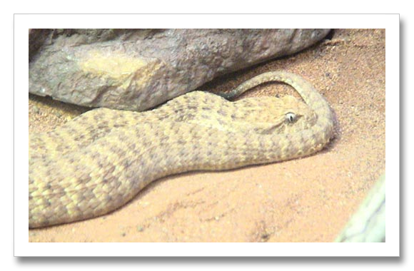 Death Adder Snake