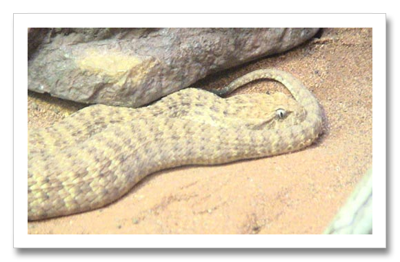 Desert Death Adder Death Adder Snake