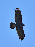DSC_7887.jpg