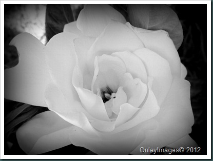 gardenia B&W