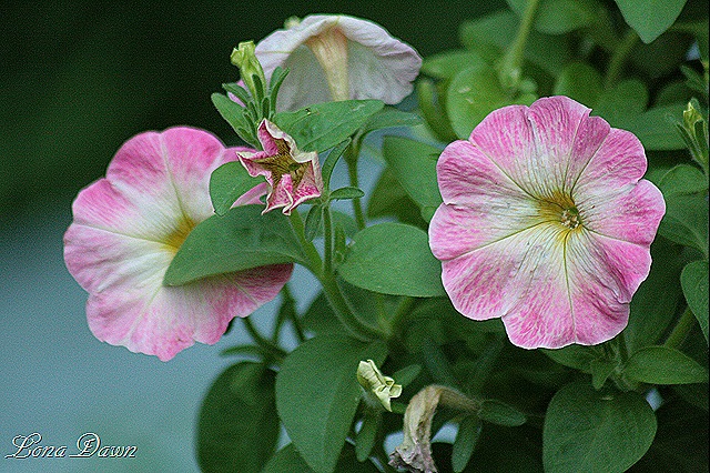 [Petunia_DolcissimaRoma%255B8%255D.jpg]
