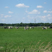 Koeien onderweg 03.JPG