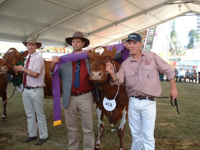 Champion Cow presentation.JPG