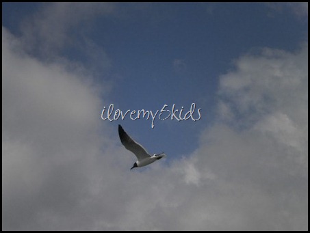 Seagulls