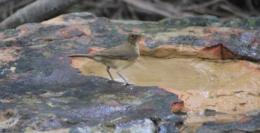 NBC Clay Colored Thrush 20133 NBC Clay Colored Thrush 20133