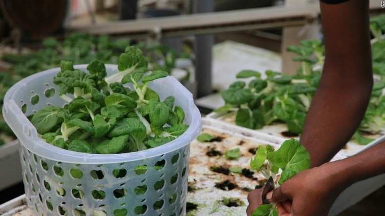 skygreens-vertical-farm-11 skygreens-vertical-farm-11