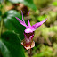 Orchid