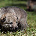 Z Devinskej C 2012_0052.JPG