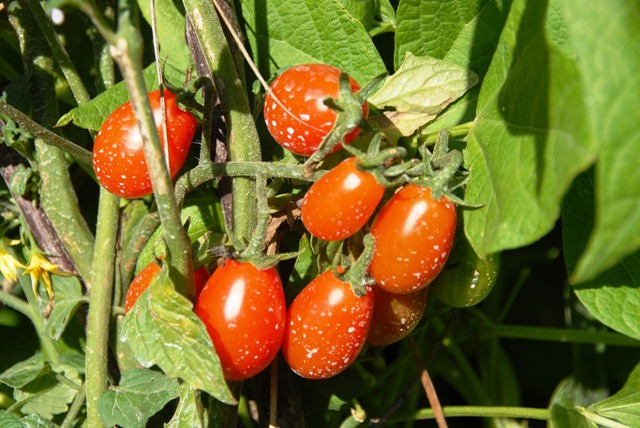 [DSC_0198%255B2%255D.jpg]