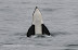  &ndash; Spy-hopping killer whale