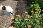 Franny, look at these beautiful calendula flowers!  Like nasturtiums, calendula petals can be used as a garnish.