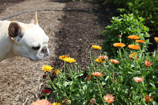 Franny, look at these beautiful calendula flowers!  Like nasturtiums, calendula petals can be used as a garnish.