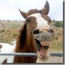 healthy-horse healthy-horse